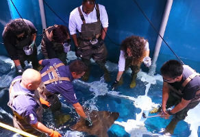 Ray Encounter at Dubai Aquarium and Underwater Zoo 3